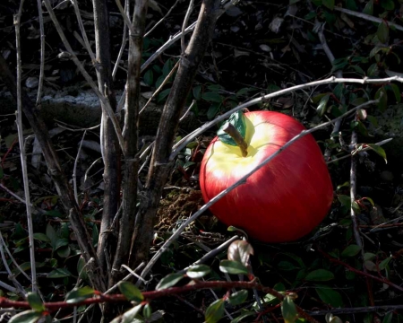Geocaching Tarnversteck Apfel in der Natur
