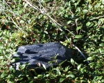 Findling Geocache Versteck schwarz in der Natur